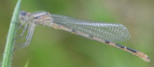 Enallagma cyathigerum